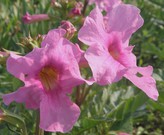 Инкарвиллея Делавея — редкий садовый цветок. Семена почтой по России и СНГ и .