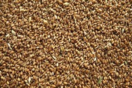 Пшеница,кукуруза фуражная