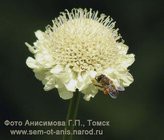 Головчатка гигантская и другие редкие садовые цветы. Семена и саженцы почтой по России и .