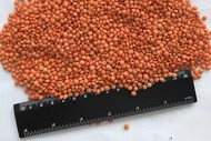 Red Lentils (cleaned) FOB Russia
