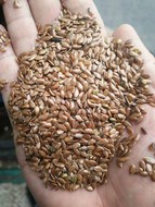 Flax seeds CIF port Dalian China