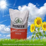 Гибриды семена подсолнечника п64лп140 p64lp140 пионер, pioneer clearfield plus