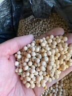 Yellow peas CIF Karachi Pakistan