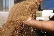 Feed wheat FOB Russia