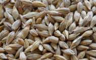 Feed barley CIF Saudi Arabia