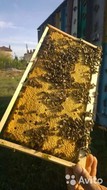 Продам пчел на высадку, Пчелопакеты, Пчелосемьи